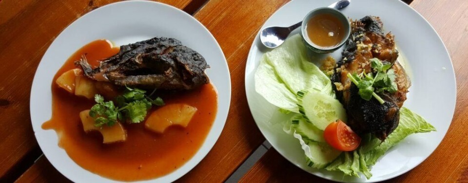 Slik så det ut da forskerne lot kokker tilberede rognkjeks for middagsbordet. Foto: Bjørg Helen Nøstvold ©Nofima.