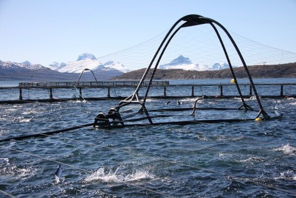 Hydrolicer-behandling fikk Marine Harvest ut av luseknipa. Illustrasjonfoto: Marine Harvest.