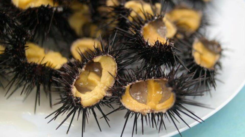 Kråkeboller,japan. Foto: NFD