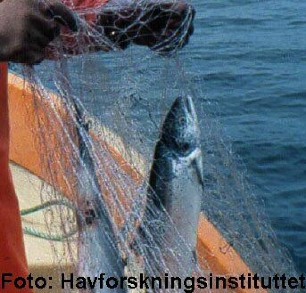 Gjenfangst av rømt fisk, i dette tilfellet laks. Illustrasjonsfoto: Havforskningsinstituttet.t