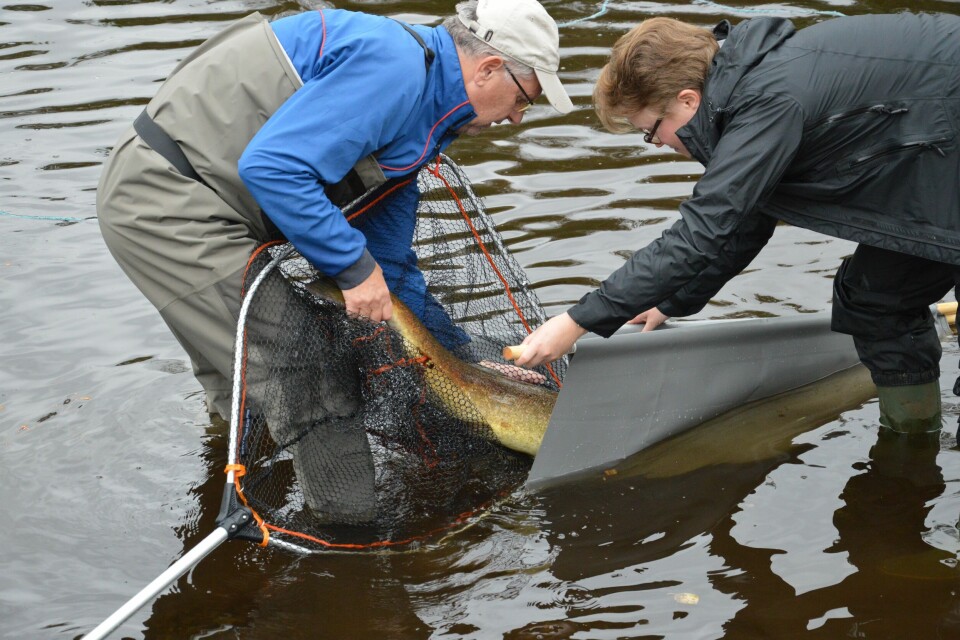 Illustrasjonsbilde: Genbank i Hardanger med Gry Walle (t.v.) og Sven Helge Pedersen. Foto: Therese Soltveit