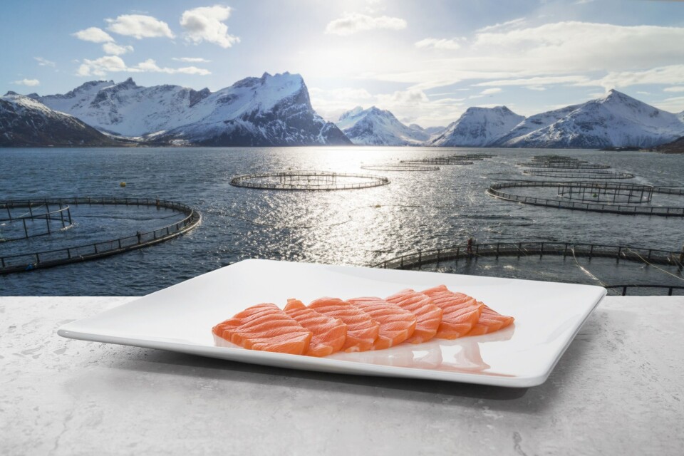 Laksen har nådd nye høyder i august. Illustrasjonsfoto: Norwegian Seafood Council