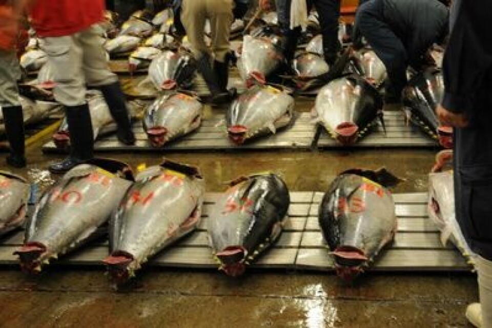 Japan 2012 tunfisk auksjon i Tsukiji-markedet i Tokyo