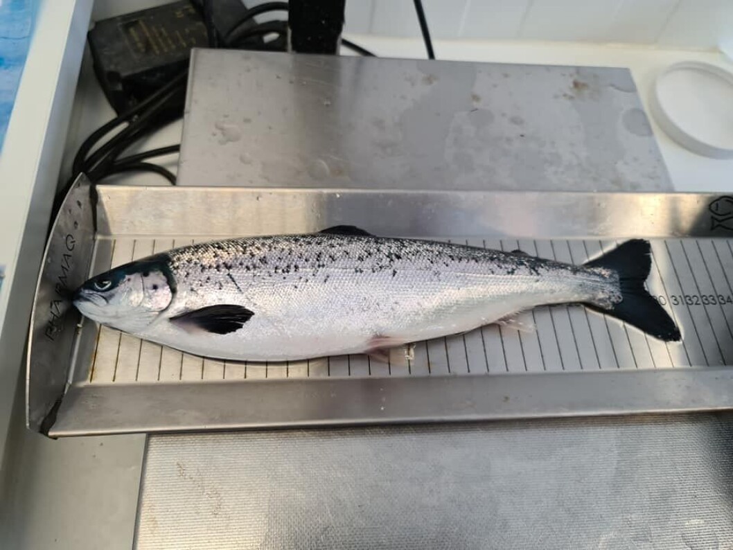 Vårsmolt som er produsert hos Sisomar. Foto: Sisomar. Vårsmolt som er produsert hos Sisomar. Foto: Sisomar.