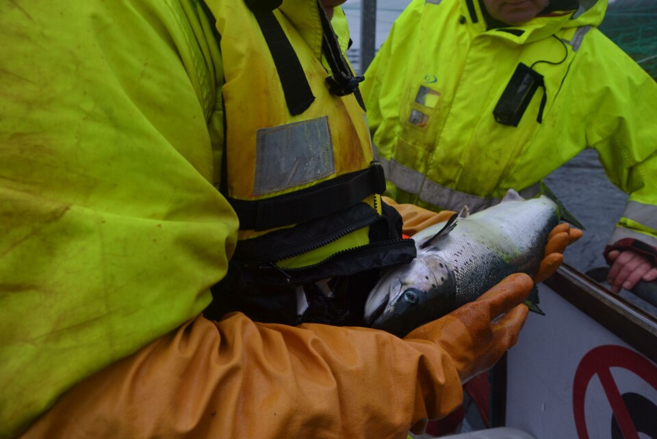 Telling av lus etter lusebehandling. Foto: Linn Therese Skår Hosteland