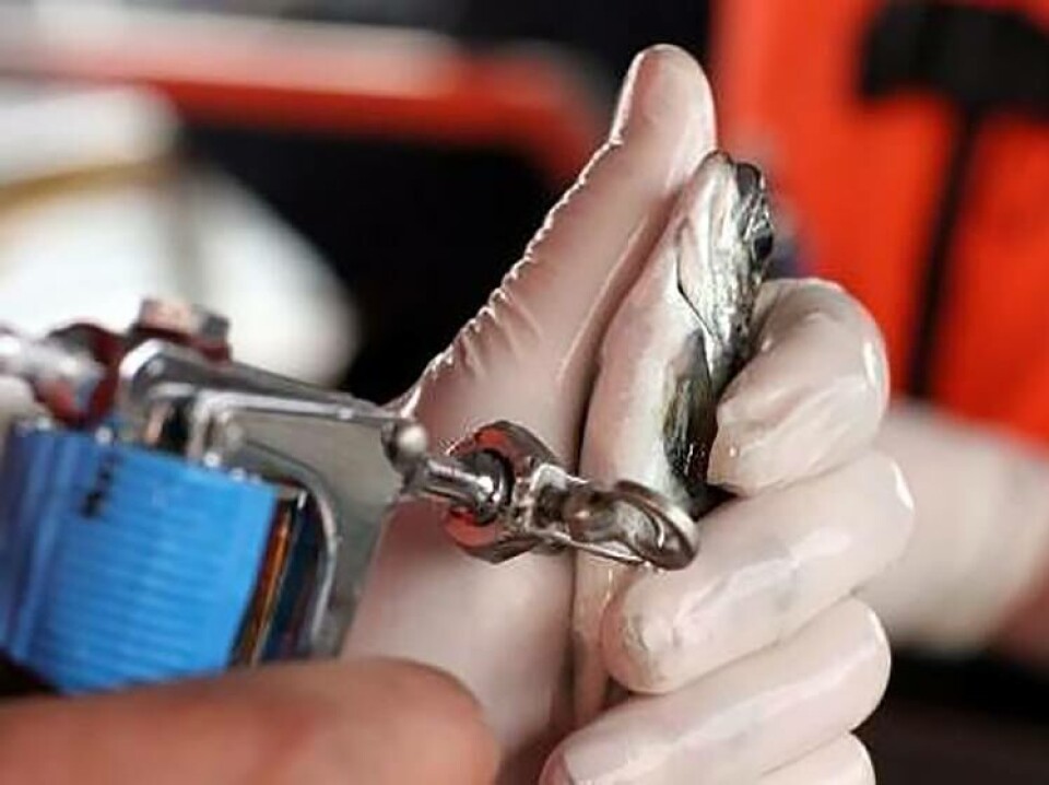 Vaksinering. Foto:Pharmaq