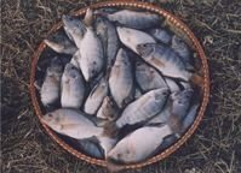 Tilapia