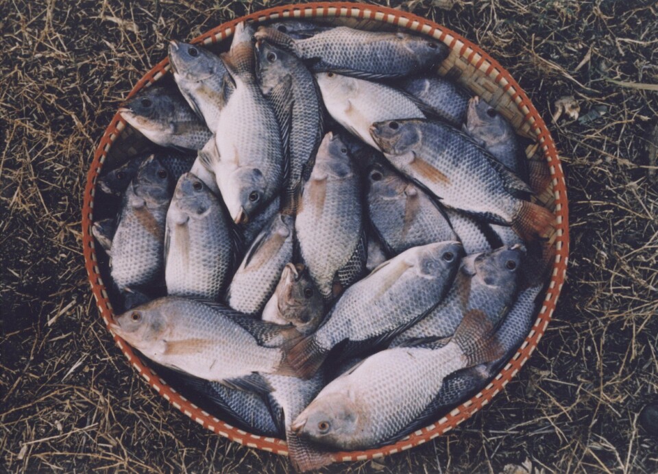 Tilapia