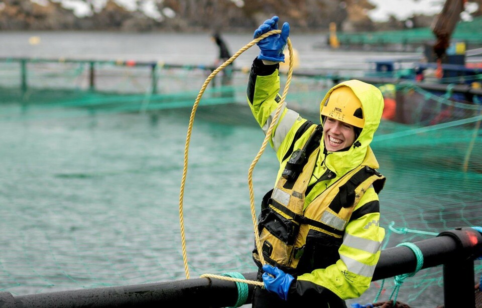 Odin Følsvik i sving under avlusing. Foto: Ole Martin Wold.