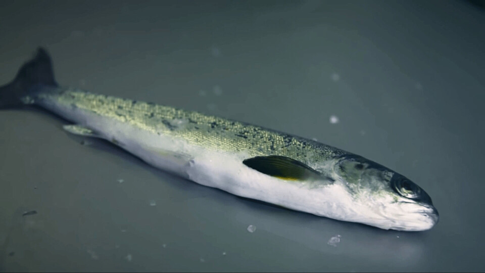 Arkivfoto: Smolt.