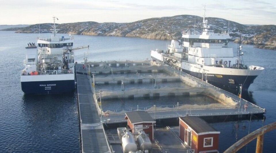 Her ser du to av Sølvtran sine fartøy 'Ronja Nordic' og 'Ronja Superior' i aksjon ved ett Marine Harvest anlegg. Foto: Sølvtrans