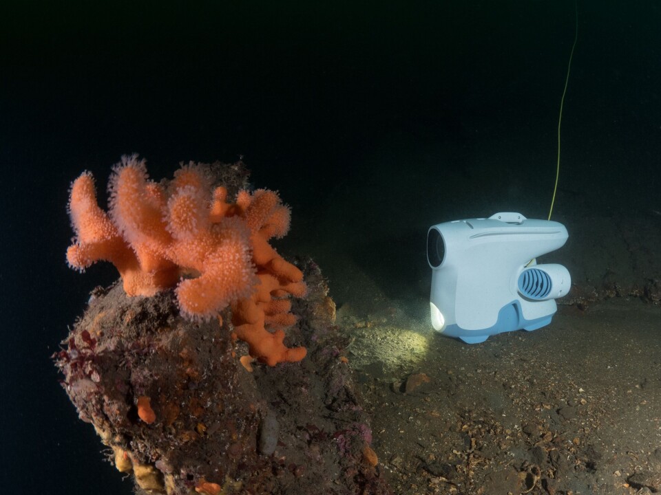Undervannsdronen i bruk i dypt vann. Foto: Blueye Robotics.