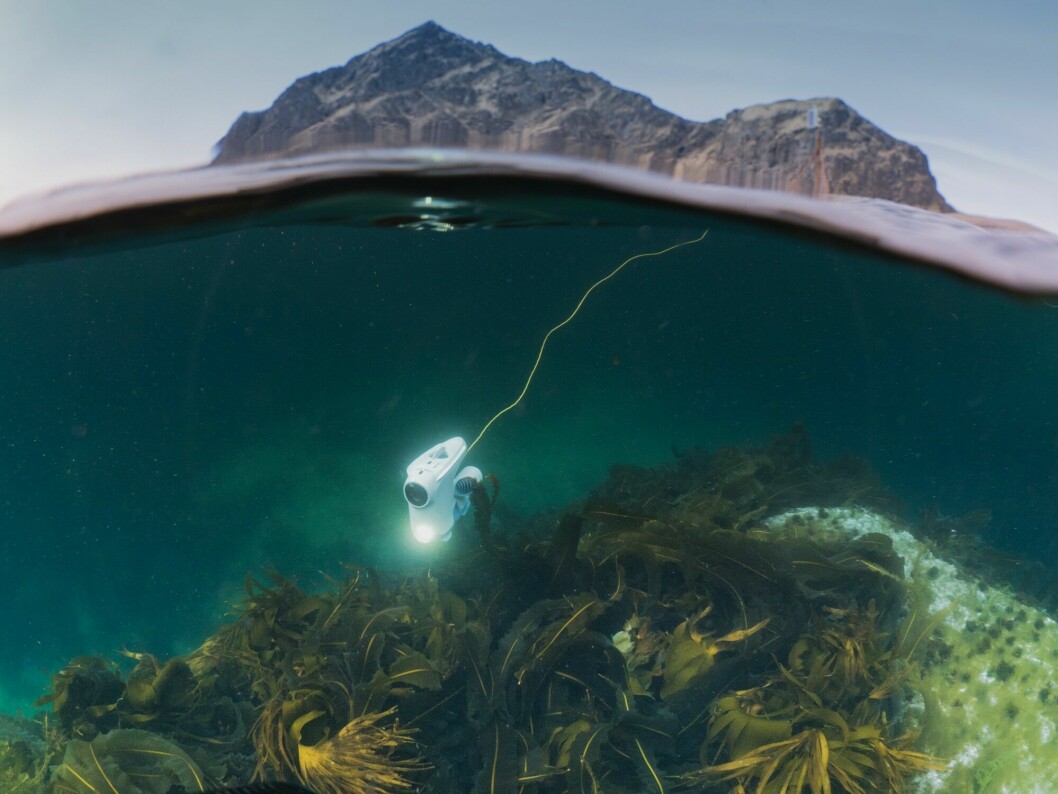 Undervannsdronen i bruk på grunst vann. Foto: Blueye Robotics.