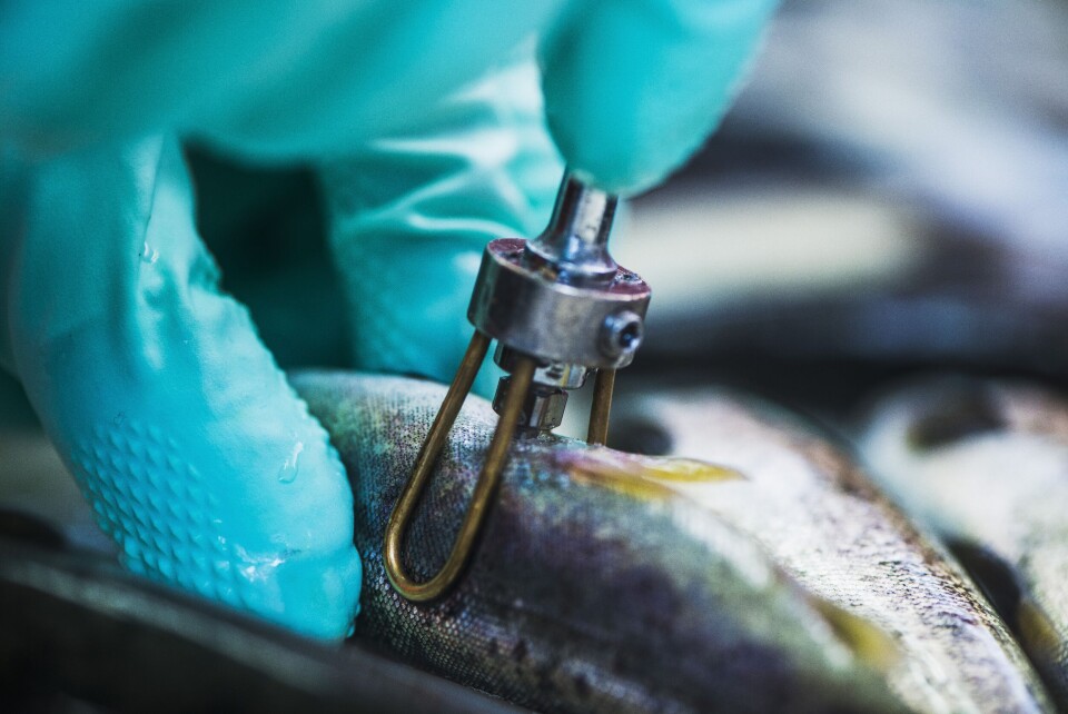 Vaksinering av fisk. Illustrasjonsfoto: MSD