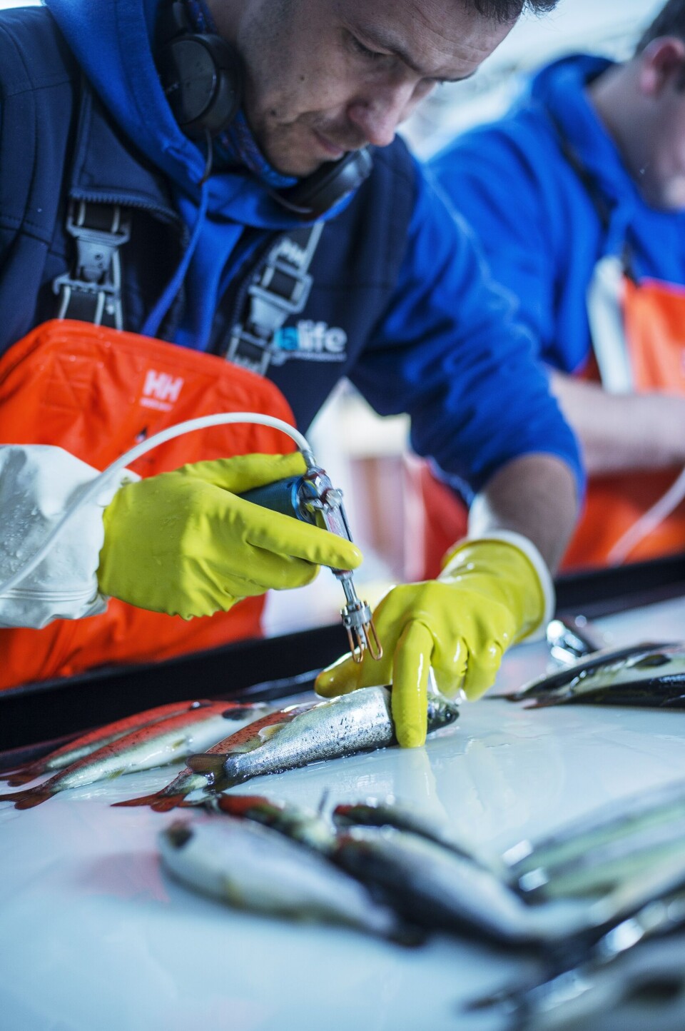 Vaksinering. Foto: MSD Animal Health.