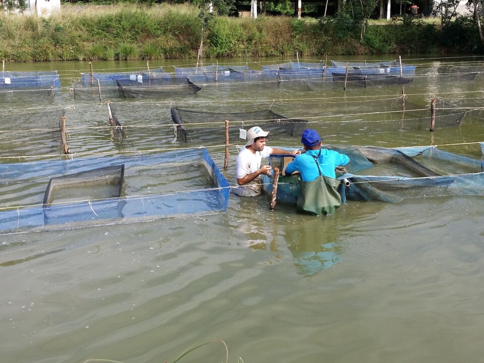 Tilsyn av tilapia i Guatemala. Foto: Benchmark. Tilsyn av tilapia i Guatemala. Foto: Benchmark.