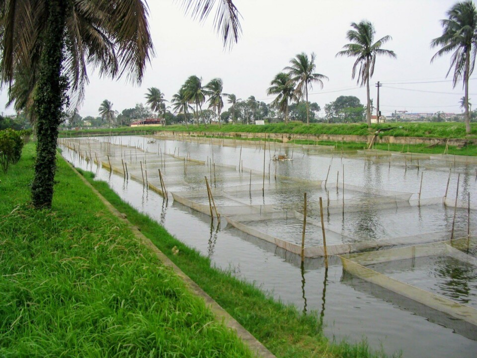 Forsøksanlegg for tilapia i Hanoi i Vietnam. Foto: Benchmark. Forsøksanlegg for tilapia i Hanoi i Vietnam. Foto: Benchmark.