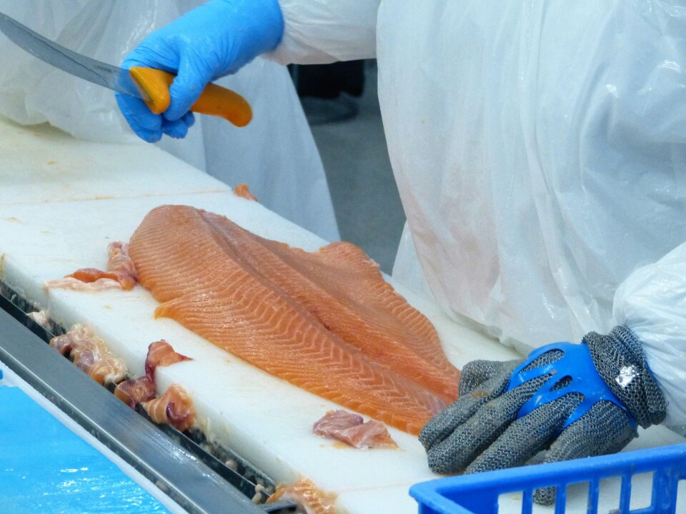 Foto: Salmonexpert.cl.