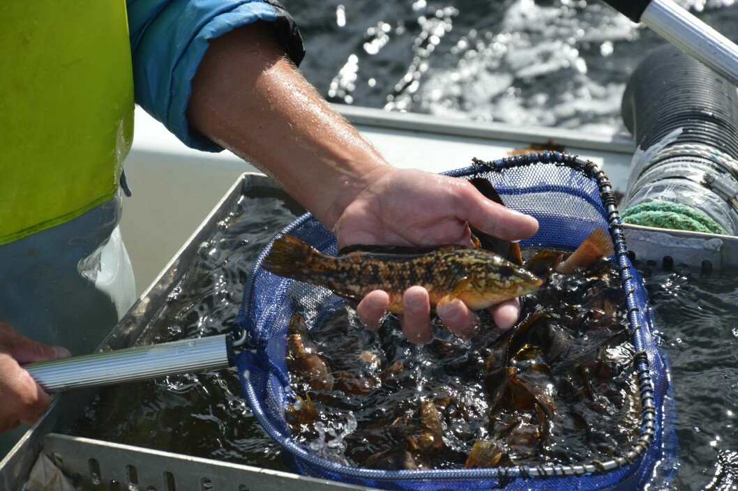 Leppefisk har over flere år vært importert fra Sverige. Foto: Therese Soltveit