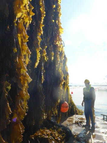 Taredyrking. Foto: Jon Funderud, Seaweed Energy Solutions.