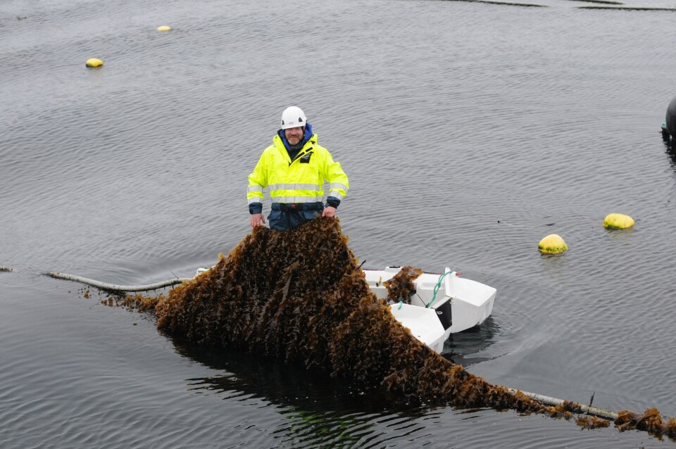 Peder Kolbeinshavn, i Lerøy har dratt opp litt av strekkene med tare som er satt ut i Ocean forest prosjektet, som er driftet av Lerøy og Bellona. Foto: Pål Mugaas Jensen.