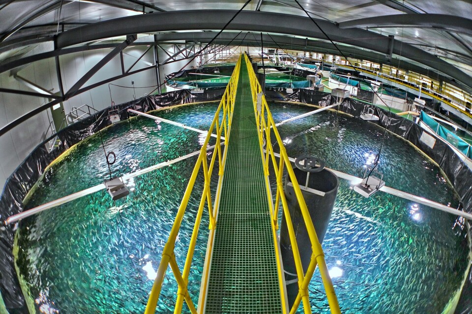 Foto: Billund Aquaculture