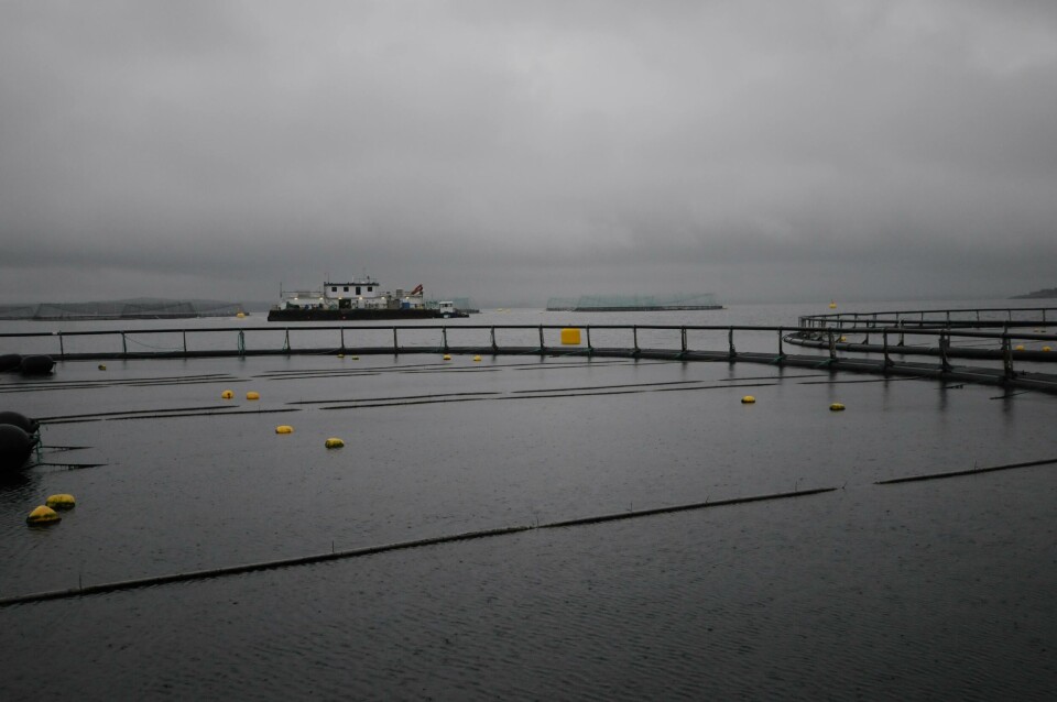 I egne merder uten fisk, men plassert rett i nærheten av vanlige laksemerder dyrkes noe av taren til Ocean Forest i hengekulturer på lokaliteten Rongøy utenfor Øygarden i Hordaland. Foto: Pål Mugaas Jensen.