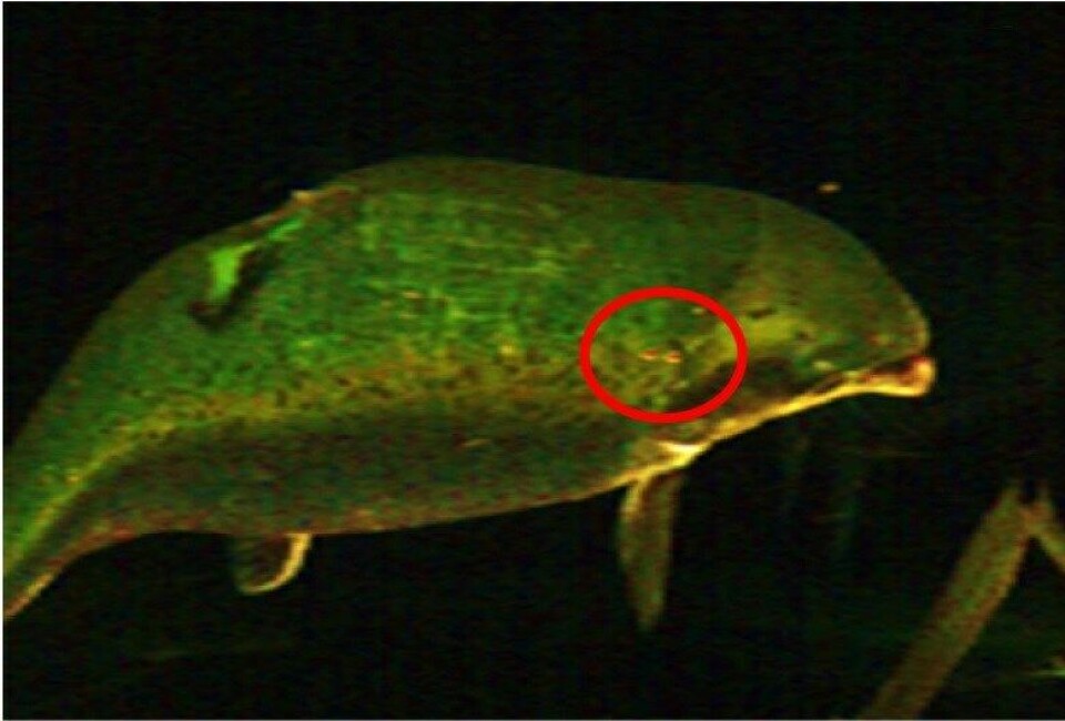 RGB representasjon av UHI bilde av et eksempel på fisk med klassifisert lus(merket med røde prikker). Foto: Akvaplan-niva. RGB representasjon av UHI bilde av et eksempel på fisk med klassifisert lus(merket med røde prikker). Foto: Akvaplan-niva.
