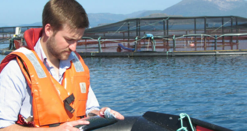 Chris Matthews, operations director fra Fish Vet Group, undersøker gjellene til en laks. Foto: Fish Vet Group. Chris Matthews, operations director fra Fish Vet Group, undersøker gjellene til en laks. Foto: Fish Vet Group.