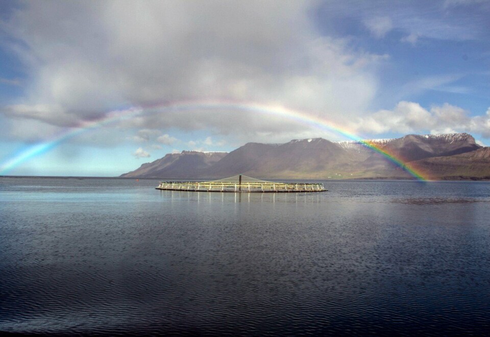 Arctic Fish driver med lakseoppdrett i Vestfjordene på Island. Nå vil de på børs i Norge. Illustrasjonsfoto: Arctic Fish.