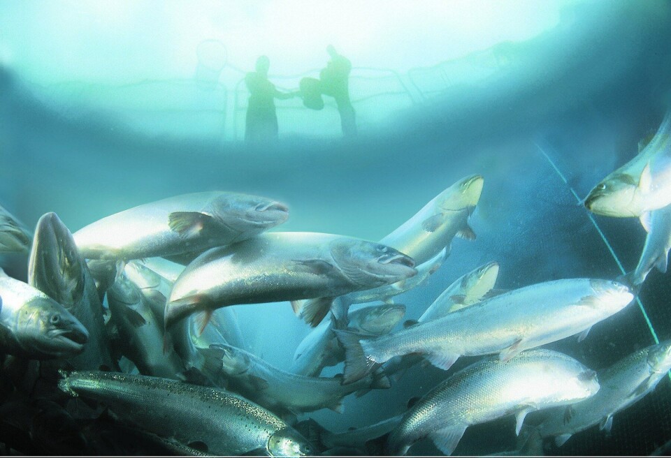 En av Marine Harvest sine lokaliteter har fått konstatert PD. Foto: Marine Harvest.