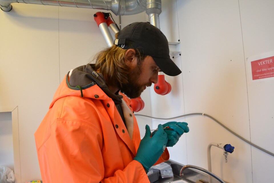 Kim Halvorsen injiserer farge for å merke leppefisken som brukes i forsøket hos Havforskningsinstituttet. Foto: Magnus Petersen. Kim Halvorsen injiserer farge for å merke leppefisken som brukes i forsøket hos Havforskningsinstituttet. Foto: Magnus Petersen.
