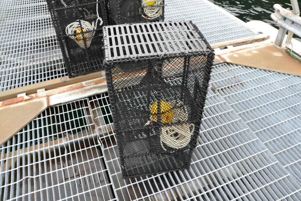 En fluktåpningsløsning som ble testet på teine for leppefiske. Foto: Magnus Petersen. En fluktåpningsløsning som ble testet på teine for leppefiske. Foto: Magnus Petersen.