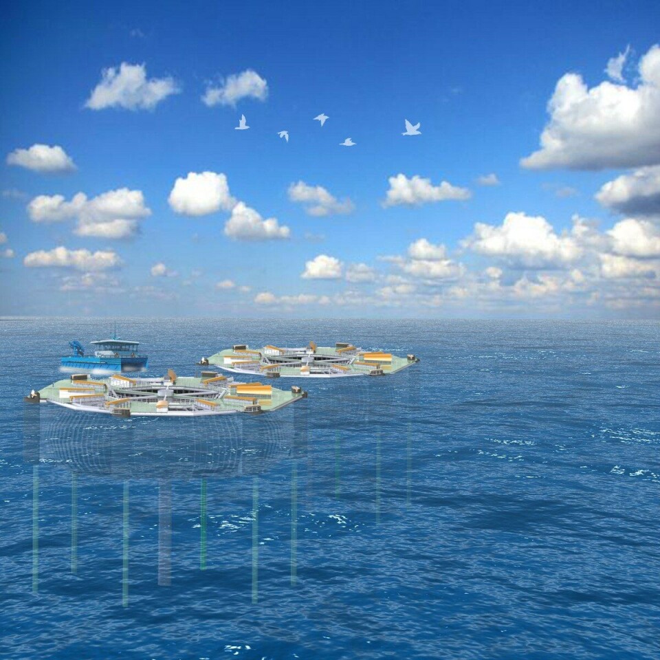 Marine Harvest vil bygge verdens største smultring. Foto: ØDP. Marine Harvest vil bygge verdens største smultring. Foto: ØDP.