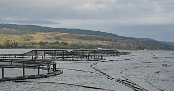 Bakkafrost kjøper seg opp i Skottland