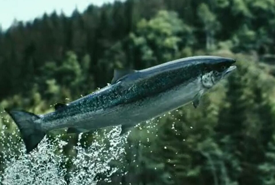 Mowi Salmon, reklame, marine harvest