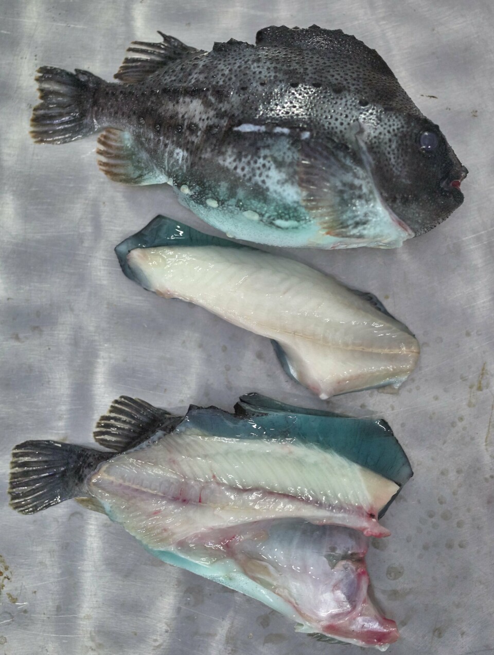Hvordan skal lusespiseren rognkjeks bli vurderet som matfisk av forbrukerne. Det skal Nofima forskere nå finne ut av. Foto: Nofima Hvordan skal lusespiseren rognkjeks bli vurderet som matfisk av forbrukerne. Det skal Nofima forskere nå finne ut av. Foto: Nofima
