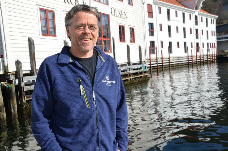 Olav Breck, er Marine Harvest sin konserndirektør for rensefisk, og sier de har ambisjoner om å øke produksjonen i 2019 og levere rundt en million berggylte. Klikk for større bilde. Foto Marine Harvest.