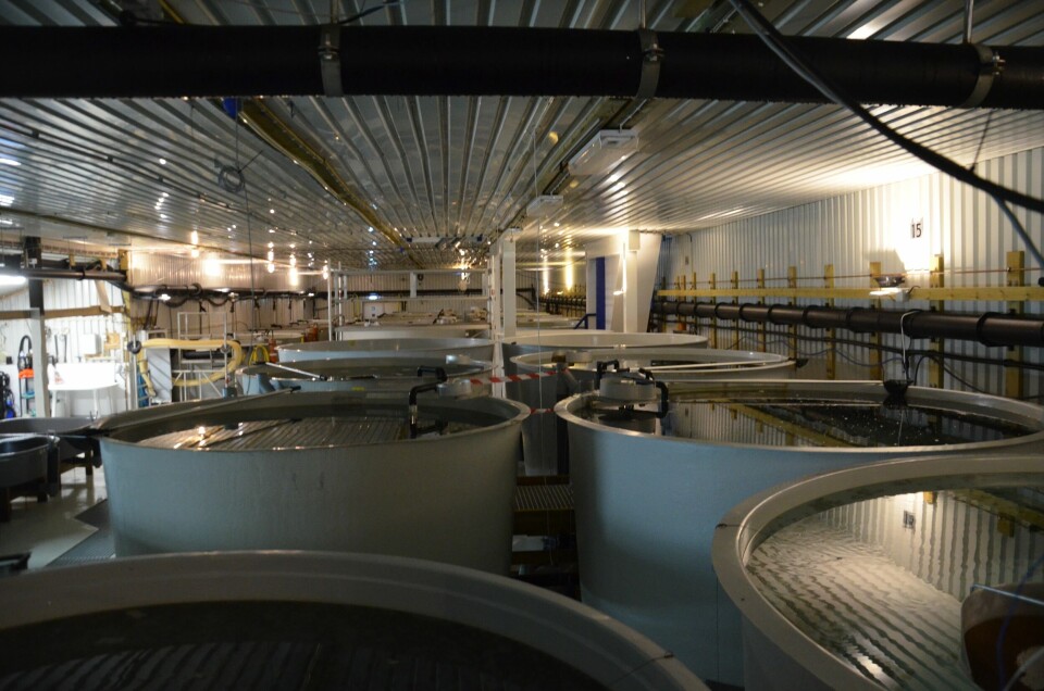 Marine Harvest Vanylven sitt nymoderne anlegg. Foto: Marine Harvest.