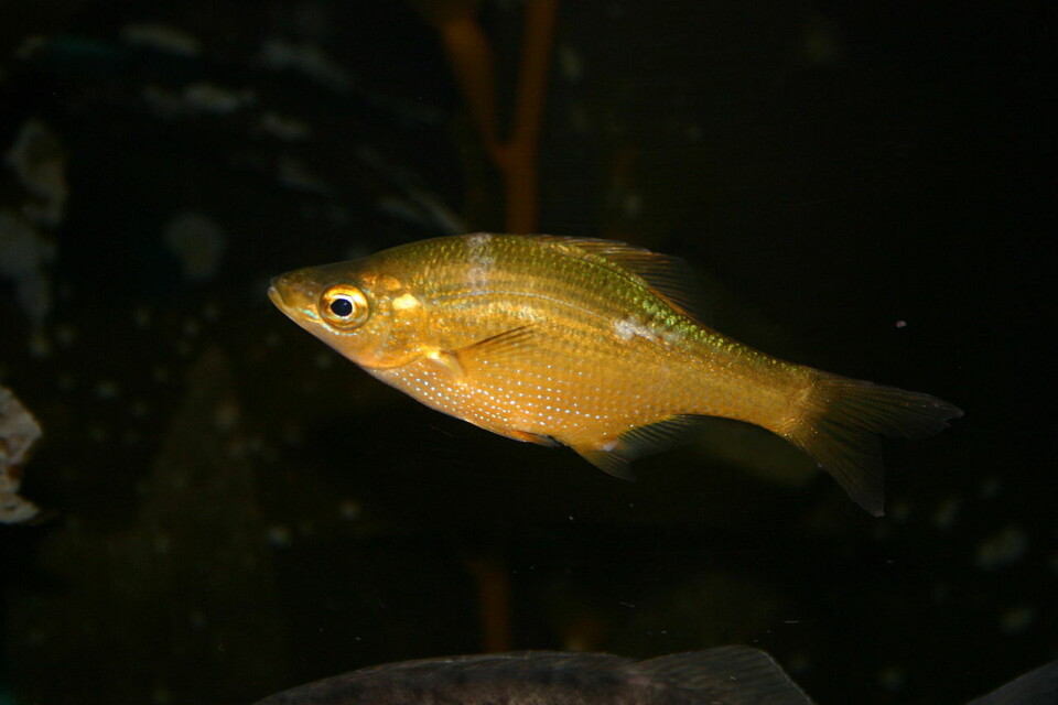 Denne abboren kalt Brachyistius frenatus, skal testes ut som lusespiser i laksemerd. Foto: Wikimedia