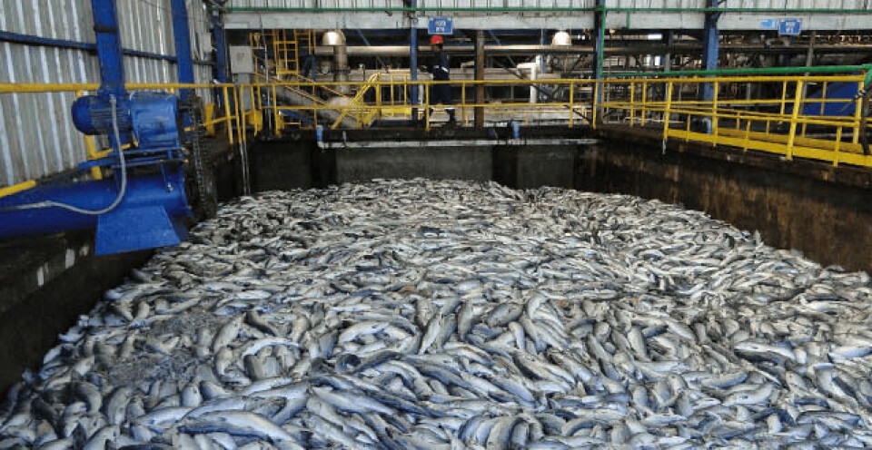 Mye fisk døde i Chile grunnet algeoppblomstirng. Illustrasjonsbilde: Salmon Expert.