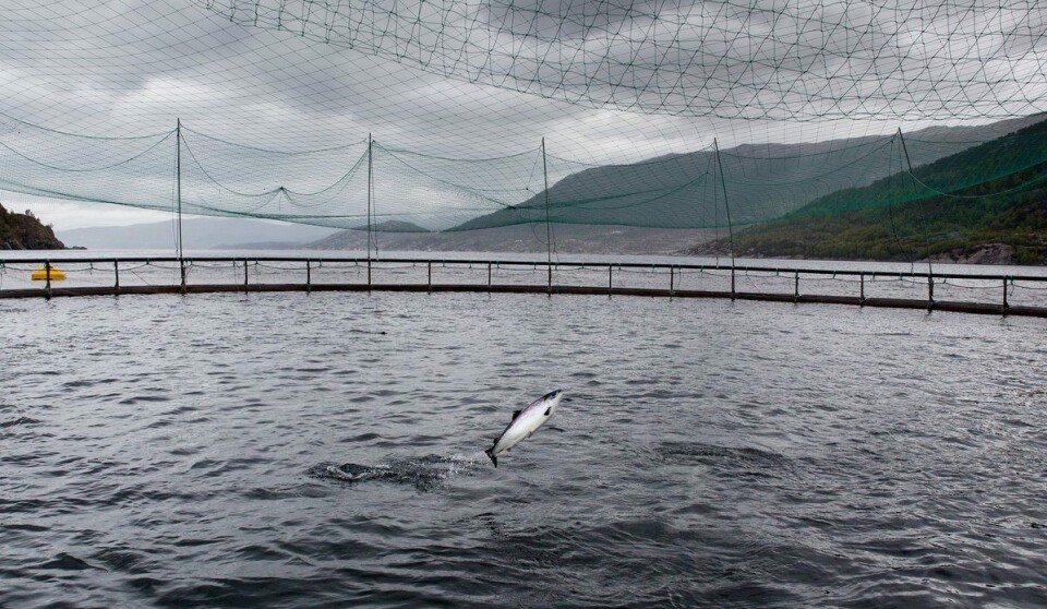 Antioksidanter som vitamin C og vitamin E tilsettes i fiskefôret for å beskytte laksen mot oksidativt stress. Forsøket viser at fisken bruker opp lagrene sine av disse antioksidatene når den vokser mye om våren. Foto: Eivind Senneset/Havforskningsinstituttet