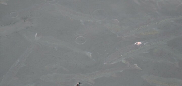 Her døde over en tredjedel av oppdrettslaksen