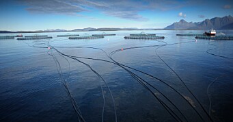 Ny bærekraftsrapport for havbruk
