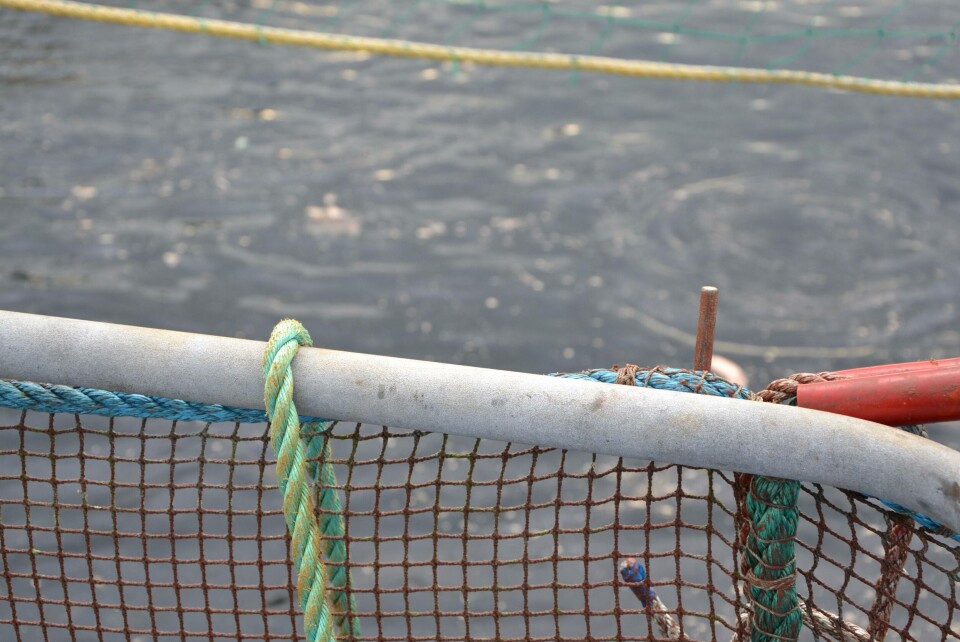 Mer fisk dør under lusebehandling, ifølge Veterinærinstituttet. Foto: Linn Therese S Hosteland. Mer fisk dør under lusebehandling, ifølge Veterinærinstituttet. Foto: Linn Therese S Hosteland.