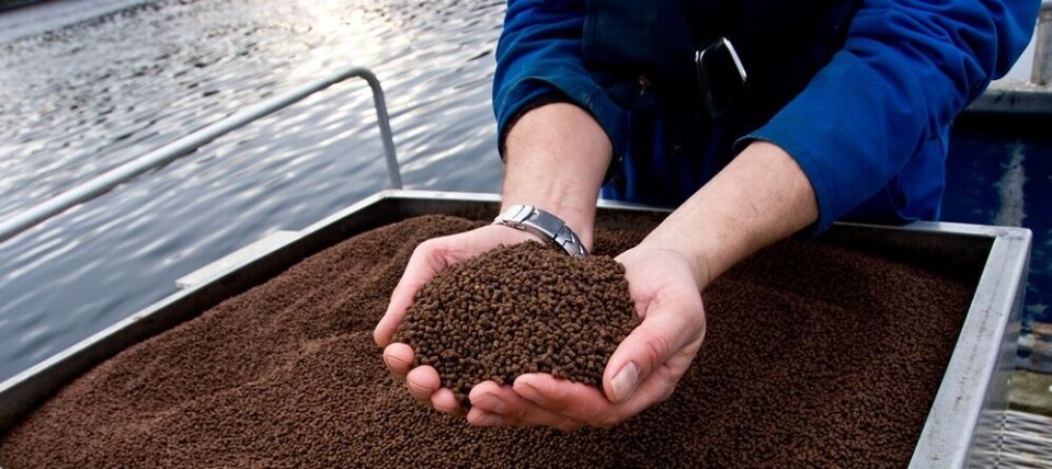 Prosjektet håper man skal gi viktig informasjon om hvordan man kan utvikle fôrkonsepter som gir en optimal tarmflora og dermed bedre fiskehelse. Foto: Biomar.