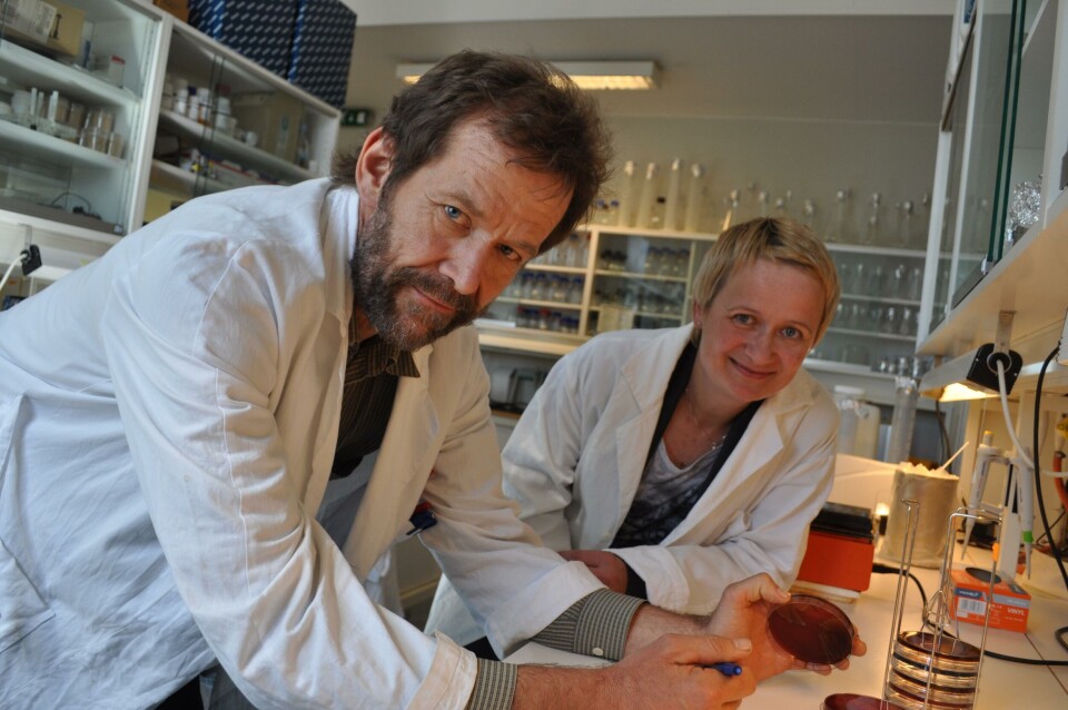 Grunnlegger Prof. Henning Sørum på laboratoriet sammen med Ann Ingeborg Wålen fra Kjeller Innovasjon. Foto: Previwo.