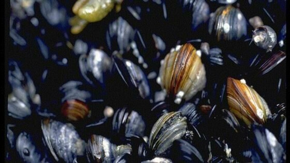 Parasitten Marteilia refringens smitter mellom blåskjell via en mellomvert (ofte en hoppekreps). Syke skjell dør til slutt av avmagring. Foto: Havforskningsinstituttet