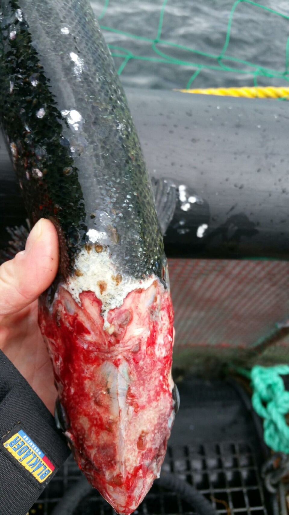 Beiteskader på fisk fra lokalitet Langskjæra. Foto: Mattilsynet.