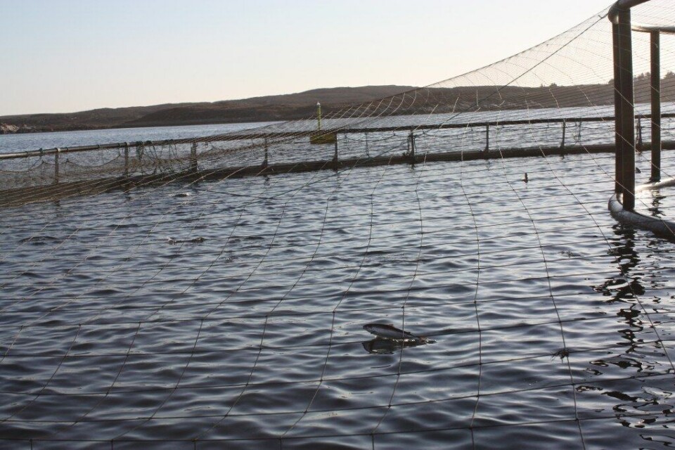 Illustrasjonsfoto. Foto: Måsøval Fiskeoppdrett.